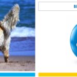ELS ANIMALS SÓN LA NOSTRA RESPONSABILITAT